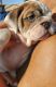 English Bulldog Puppies for sale in Alvin, TX, USA. price: $2,500