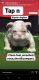 English Bulldog Puppies for sale in Lancaster, CA, USA. price: $6,000