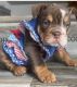 English Bulldog Puppies for sale in Tarpon Springs, FL 34689, USA. price: NA