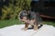 English Bulldog Puppies for sale in Oakland, CA 94605, USA. price: $6,500
