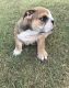 English Bulldog Puppies for sale in Celina, TX, USA. price: $3,300