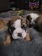 English Bulldog Puppies for sale in Arab, AL 35016, USA. price: $3,500