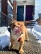 English Bulldog Puppies for sale in Kearny, NJ, USA. price: NA