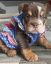 English Bulldog Puppies for sale in Tarpon Springs, FL 34689, USA. price: NA