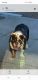 English Bulldog Puppies for sale in Pomona, CA 91767, USA. price: NA