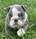 English Bulldog Puppies for sale in Springfield, MO 65802, USA. price: $6,500