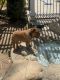 English Bulldog Puppies for sale in Covina, CA, USA. price: NA