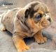 English Bulldog Puppies for sale in Brooklyn Park, MD, USA. price: NA