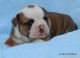 English Bulldog Puppies for sale in Royse City, TX, USA. price: $2,500