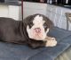 English Bulldog Puppies for sale in Las Vegas, NV, USA. price: $2,500