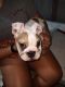 English Bulldog Puppies for sale in Eagle Pass, TX 78852, USA. price: NA