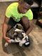 English Bulldog Puppies for sale in Baton Rouge, LA, USA. price: NA