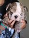 English Bulldog Puppies for sale in Colorado Springs, CO, USA. price: $2,800