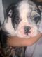 English Bulldog Puppies for sale in Independence, MO 64057, USA. price: $1,800