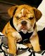 English Bulldog Puppies for sale in Phoenix, AZ, USA. price: $2,000