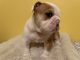 English Bulldog Puppies for sale in Fillmore, CA 93015, USA. price: NA