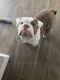 English Bulldog Puppies for sale in Coppell, TX, USA. price: NA