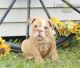 English Bulldog Puppies for sale in Boston, MA, USA. price: $1,300