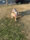 English Bulldog Puppies for sale in North Brunswick Township, NJ, USA. price: $4,500