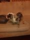 English Bulldog Puppies for sale in Tracy, CA, USA. price: NA