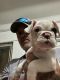 English Bulldog Puppies for sale in Fraser, MI 48026, USA. price: $1,500