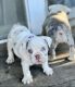 English Bulldog Puppies for sale in Lafayette, CA 94549, USA. price: NA