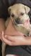 English Bulldog Puppies for sale in Summit, NJ, USA. price: NA