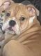 English Bulldog Puppies for sale in 14041 N 37th Way, Phoenix, AZ 85032, USA. price: $3,000