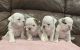English Bulldog Puppies for sale in Woodstock, GA, USA. price: $5,000