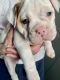 English Bulldog Puppies for sale in Fresno, CA, USA. price: $500