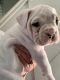 English Bulldog Puppies for sale in Fresno, CA, USA. price: NA