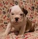 English Bulldog Puppies for sale in Four Oaks, NC 27524, USA. price: $1,700