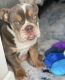 English Bulldog Puppies for sale in Miami, FL, USA. price: $2,500