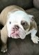 English Bulldog Puppies for sale in Jacksonville, NC 28546, USA. price: $2,000