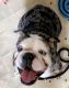 English Bulldog Puppies for sale in Killeen, TX 76549, USA. price: $2,500
