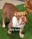 English Bulldog Puppies for sale in Victorville, CA, USA. price: $1,200