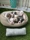 English Bulldog Puppies for sale in Carteret, NJ 07008, USA. price: NA