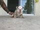 English Bulldog Puppies for sale in Miami, FL, USA. price: $3,000