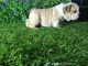 English Bulldog Puppies for sale in Austin, TX, USA. price: $1,500