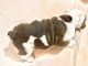 English Bulldog Puppies for sale in Village Dr, Virginia 22030, USA. price: $4,500