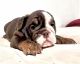 English Bulldog Puppies for sale in Village Dr, Virginia 22030, USA. price: $4,500