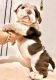English Bulldog Puppies for sale in Village Dr, Virginia 22030, USA. price: $4,000