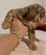 English Bulldog Puppies for sale in Village Dr, Virginia 22030, USA. price: $5,000
