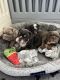 English Bulldog Puppies for sale in Murrieta, CA, USA. price: NA