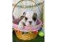 English Bulldog Puppies for sale in Huffman, TX 77336, USA. price: NA