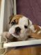 English Bulldog Puppies for sale in Boise, ID, USA. price: $4,500