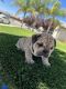 English Bulldog Puppies for sale in Bakersfield, CA 93307, USA. price: NA