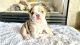 English Bulldog Puppies for sale in Cedar Rapids, IA, USA. price: $2,000