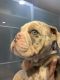English Bulldog Puppies for sale in 11333 NE 12th Ave, Miami, FL 33161, USA. price: NA