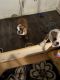 English Bulldog Puppies for sale in Franklin, VA 23851, USA. price: $4,500